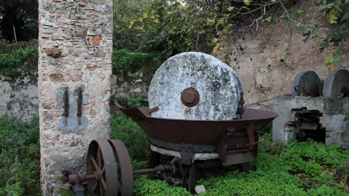 Agri…Cultura a Taurianova: il futuro dell’olio di oliva nella Piana tra letteratura, innovazione e antichi frantoi